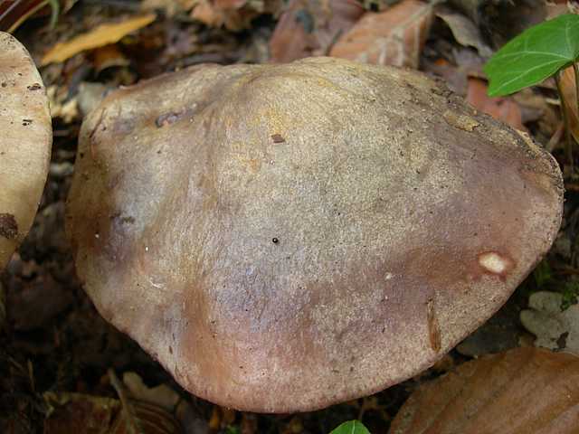La  Foresta  di  Soltzmatt  (FRA)